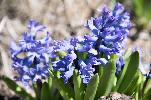 BYU-Idaho first week of Spring Semester. Flowers. Apr 2018