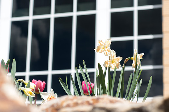 Spring season on campus.