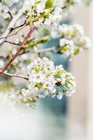 Spring season on campus.