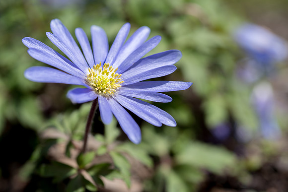 Spring season on campus.