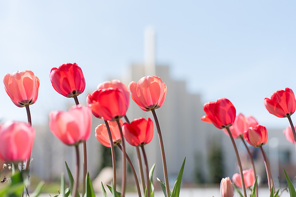 Spring season on campus.