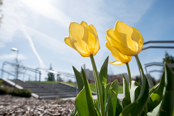 Spring season on campus.