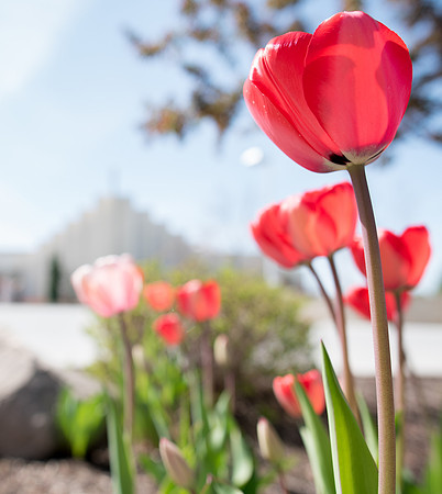 Spring season on campus.