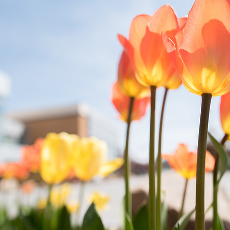 Spring season on campus.