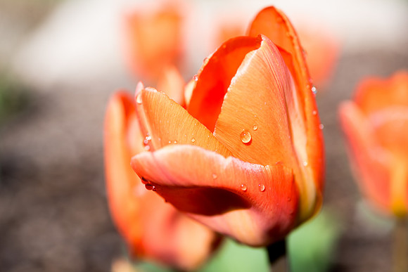 Spring season on campus.