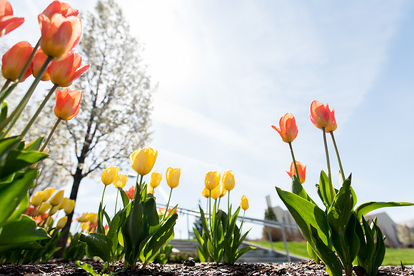 Spring season on campus.