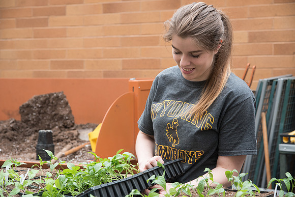 Student works on repotting plants in the Benson building greenhouse. Emily Eliason. April 2018