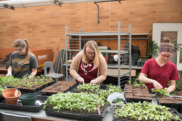 Students work on repotting plants in the Benson building greenhouse. Left to right; Emily Eliason, Camilla Dunn, and Michelle Duchene. April 2018