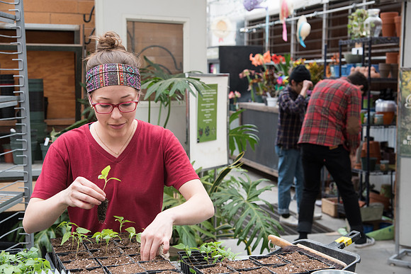 Students work on repotting plants in the Benson building greenhouse. Michelle Duchene. April 2018