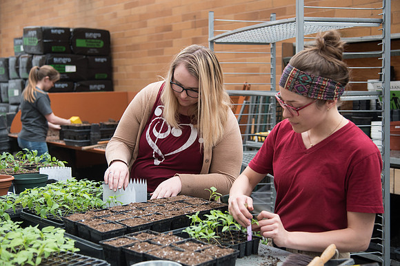 Students work on repotting plants in the Benson building greenhouse. Left to right; Emily Eliason, Camilla Dunn, and Michelle Duchene. April 2018