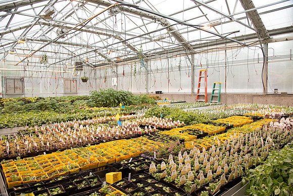 Greenhouse- May 2018