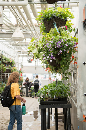 Greenhouse- May 2018