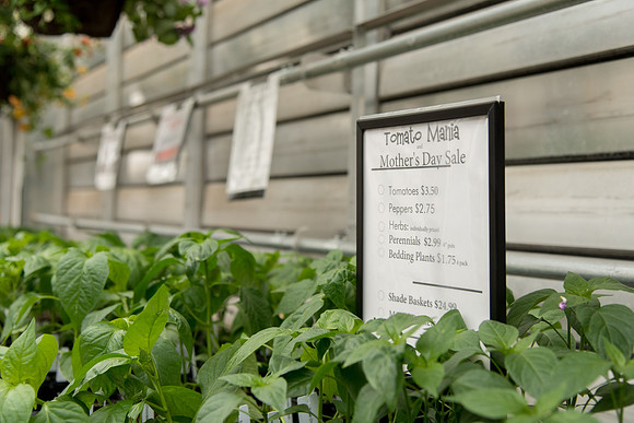 Greenhouse- May 2018