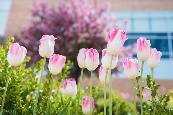 BYU-Idaho campus during Spring Semester. May 2018