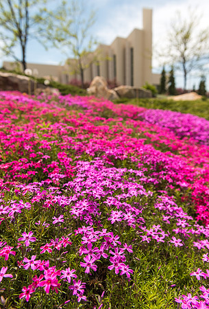 BYU-Idaho campus in the spring time in all it's splendor.