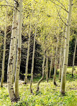 Beautiful spring day hiking through the Teton Canyon on the Alaska Basin trail.