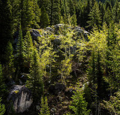 Beautiful spring day hiking through the Teton Canyon on the Alaska Basin trail.