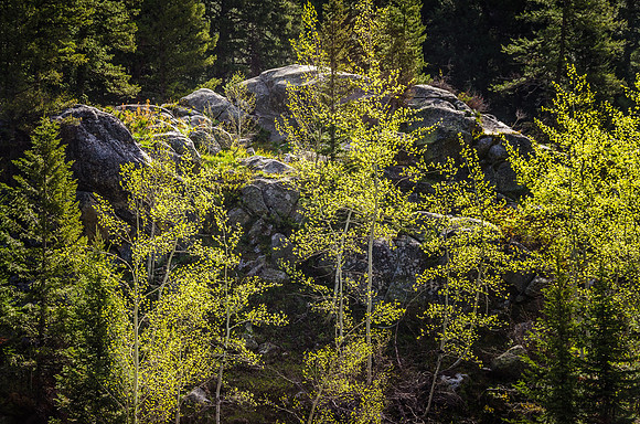 Beautiful spring day hiking through the Teton Canyon on the Alaska Basin trail.