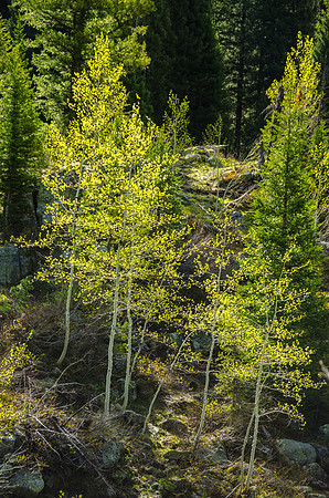 Beautiful spring day hiking through the Teton Canyon on the Alaska Basin trail.