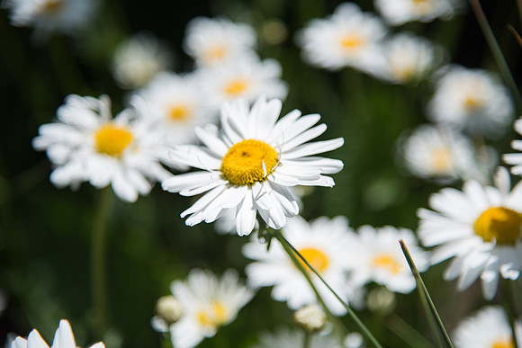 BYU-Idaho Ricks Gardens details. Jun 2018