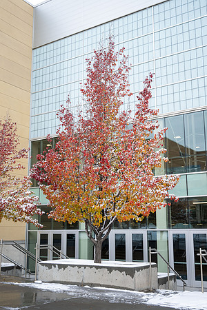 Campus Snow - Nov 2024