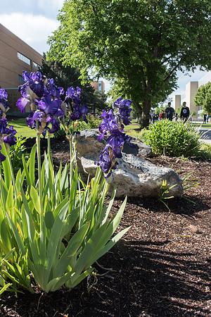 Flowers on BYU-Idaho Campus by the David O. McKay Library.