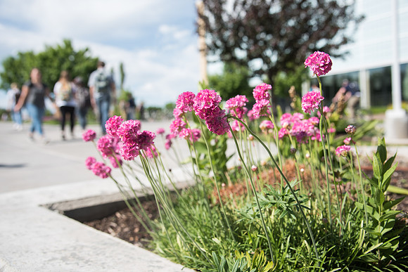 Flowers on BYU-Idaho Campus.