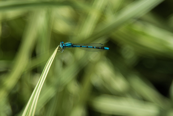 BYU-Idaho Ricks Gardens plants and insects. Jun 2018