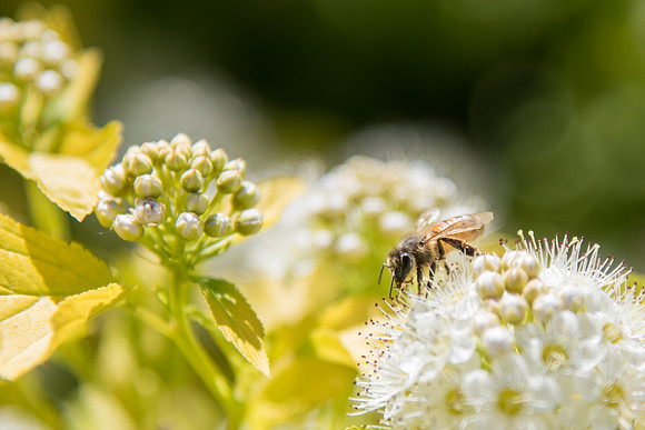 BYU-Idaho Ricks Gardens plants and insects. Jun 2018