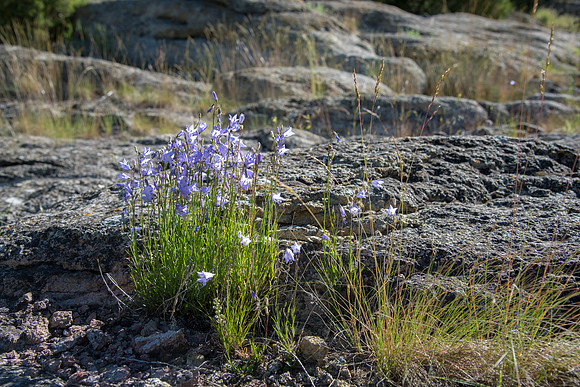 Scouting trip at Teton Dam area for Admisssion's viewbook. June 2018