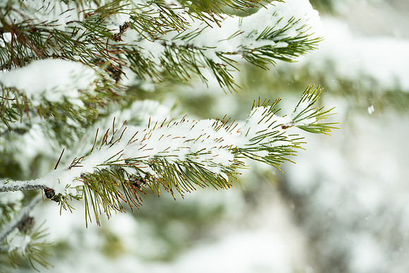 Campus snow - Nov 2024