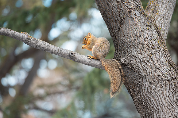 Campus Squirrel - March 2025