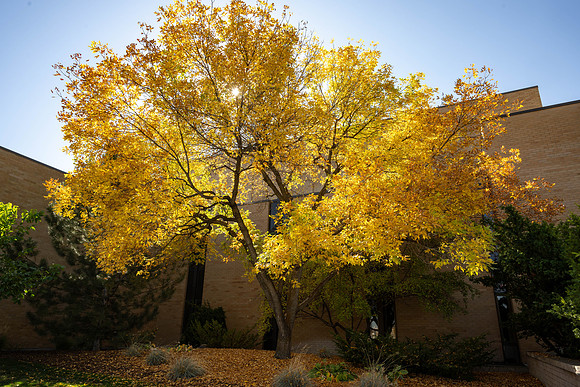 Autumn colors on the BYU-Idaho campus.