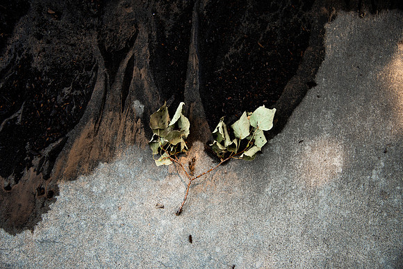 Dirt and mulch patterns left on the sidewalk after a weekend of heavy rain on campus in the summer of 2021.