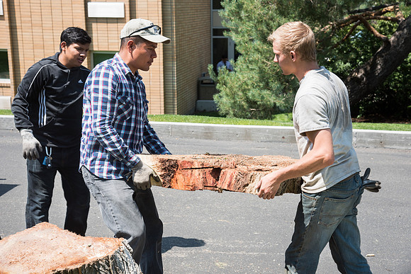 Grounds Crew Student Employees remove logs from a tree that was cut down by the Rigby and Biddulph buildings.