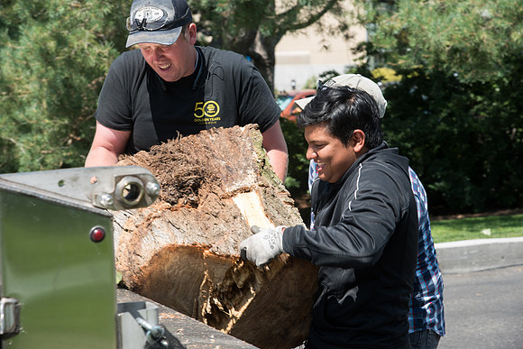 Grounds Crew Student Employees remove logs from a tree that was cut down by the Rigby and Biddulph buildings.