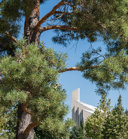 Pine Tree frames in the Taylor building.