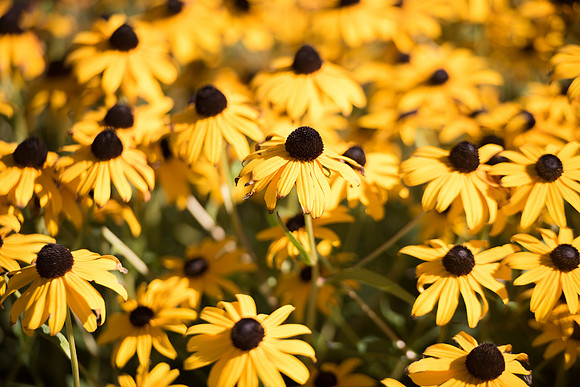 BYU-Idaho Flowers around campus. Sept 2018