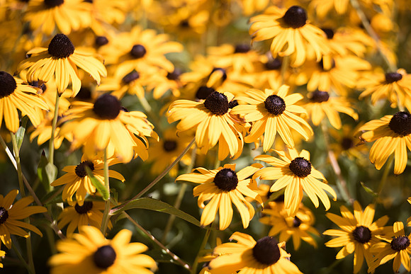 BYU-Idaho Flowers around campus. Sept 2018