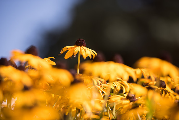 BYU-Idaho Flowers around campus. Sept 2018
