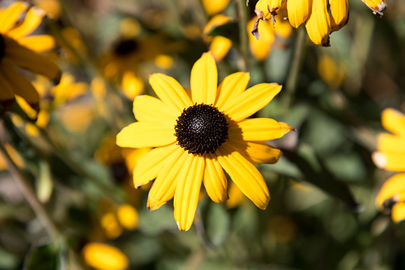 A flower on campus.