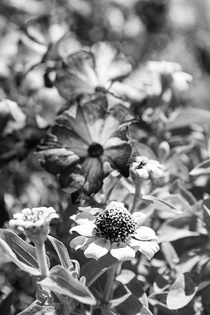 Flowers on campus.