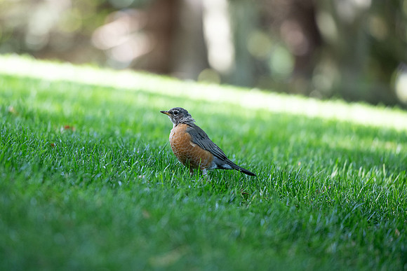 Animals on Campus - Aug 2024