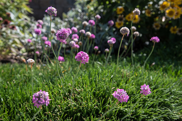 Flowers on campus in the summer.