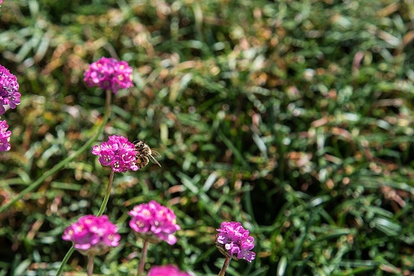 Flowers on campus in the summer.