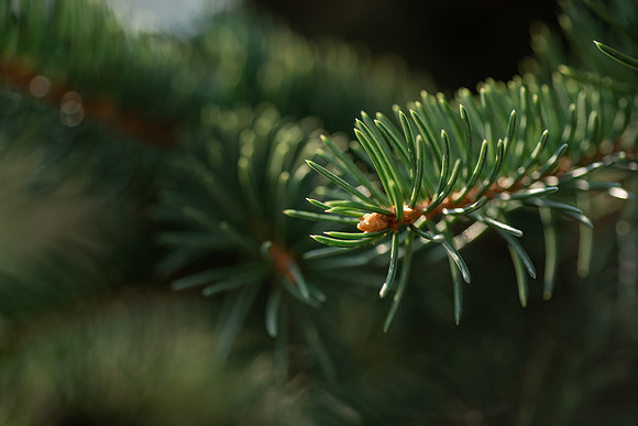 Plants and trees around campus shot with a macro lens at sunset in the summer of 2021.