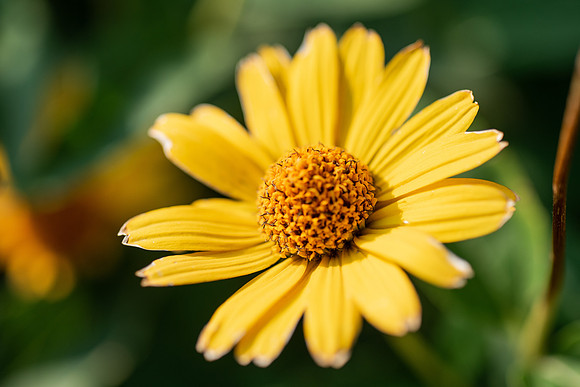 Plants and flowers around campus shot with a macro lens at sunset in the summer of 2021.