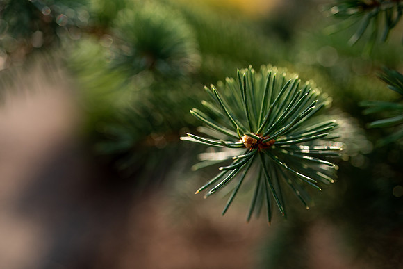 Plants and trees around campus shot with a macro lens at sunset in the summer of 2021.