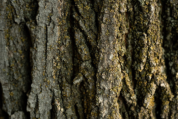 Plants and trees around campus shot with a macro lens at sunset in the summer of 2021.