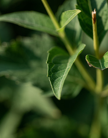 Plants and trees around campus shot with a macro lens at sunset in the summer of 2021.